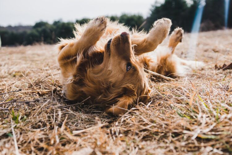 Natural Allergy Relief for Dogs
